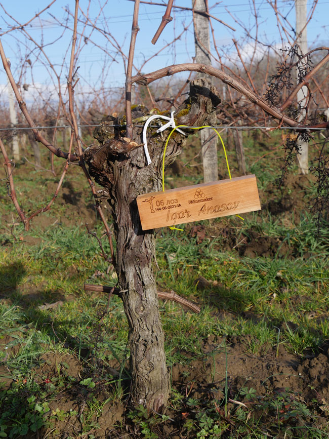 Виноградник на урожай